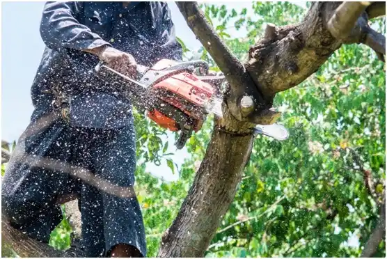 tree services Kewaunee